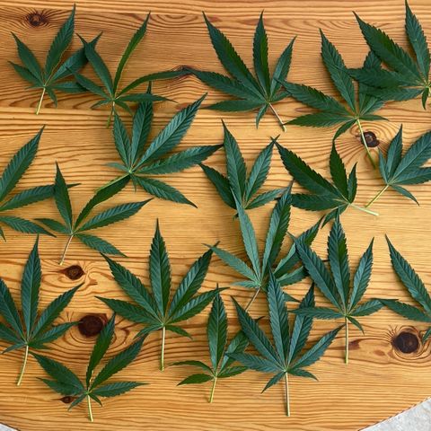 Super Silver Haze growlog timeline photo