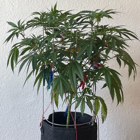 Super Silver Haze growlog timeline photo