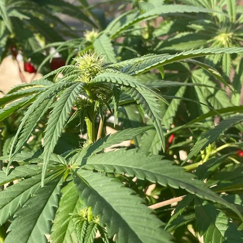 Super Silver Haze growlog timeline photo