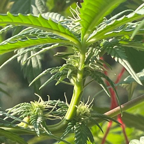 Super Silver Haze growlog timeline photo