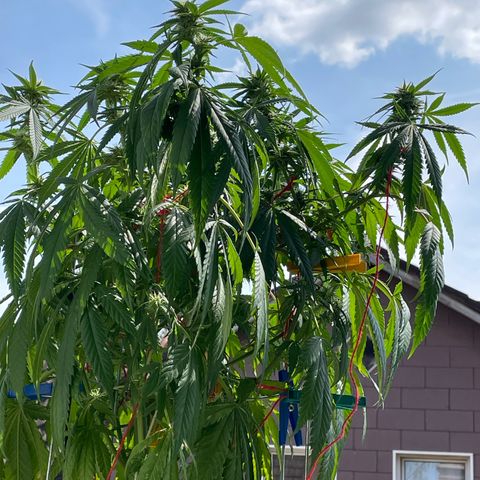 Super Silver Haze growlog photo: Blätter hängen schon etwas 
