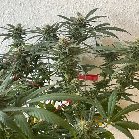 Super Silver Haze growlog timeline photo