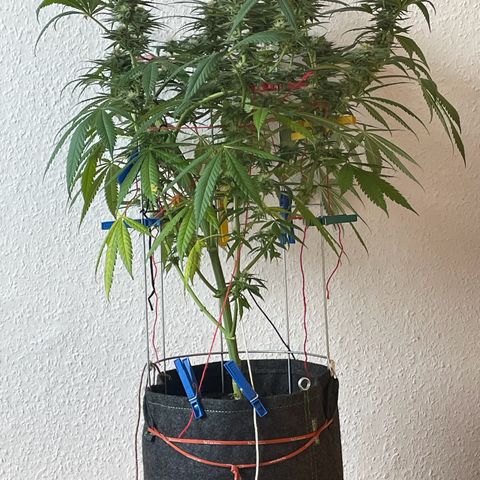 Super Silver Haze growlog timeline photo