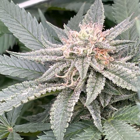 Super Silver Haze growlog timeline photo