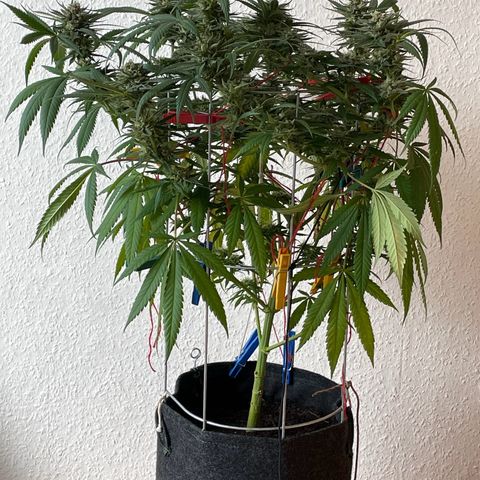 Super Silver Haze growlog timeline photo