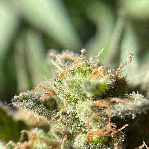 Super Silver Haze growlog timeline photo