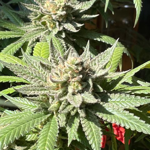 Super Silver Haze growlog timeline photo