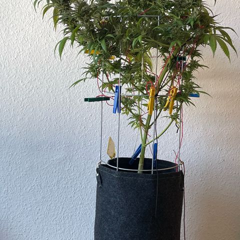 Super Silver Haze growlog timeline photo
