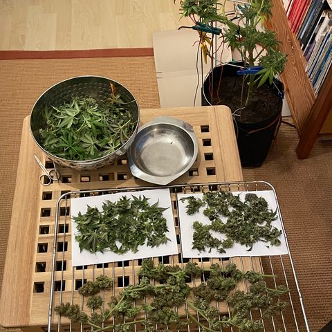 Super Silver Haze growlog timeline photo