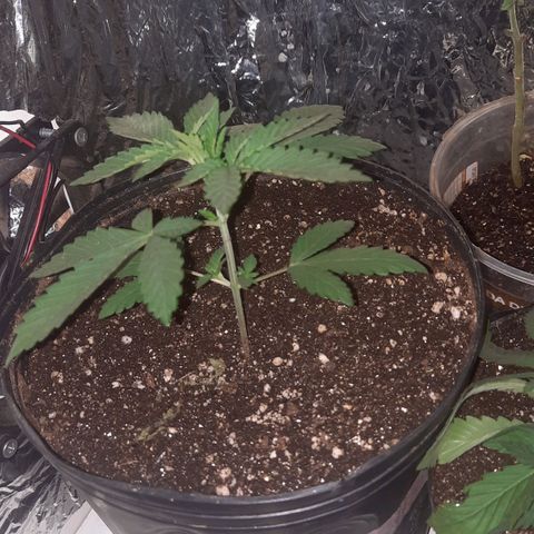 Gorilla #4 growlog photo: 17 dias de vida