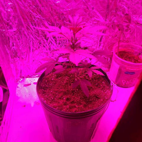 Gorilla #4 growlog photo: 23 dias