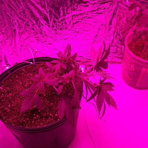 Gorilla #4 growlog photo: Primeiro 1 dia do lst e 24 dias de vida