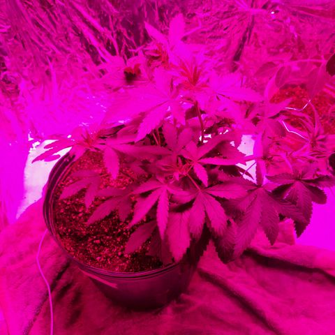 Gorilla #4 growlog photo: 31 dias de vida da gorilla