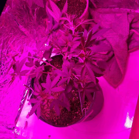 Gorilla #4 growlog photo: 31 dias de vida 