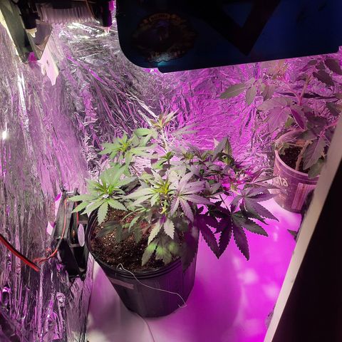 Gorilla #4 growlog photo: 34 dias de vida