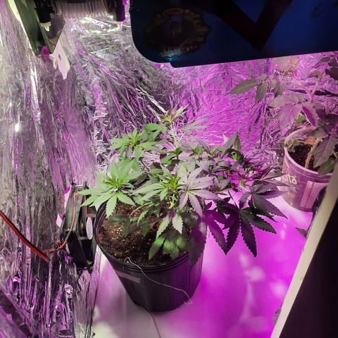 Gorilla #4 growlog photo: 34 dias de vida