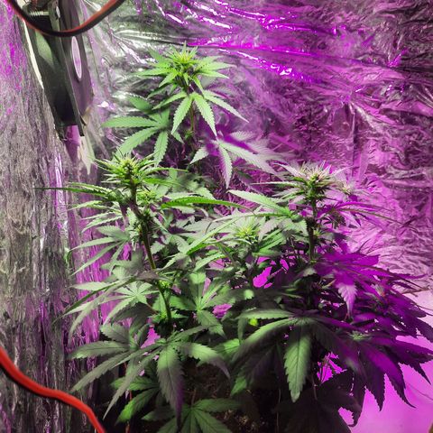 Gorilla #4 growlog photo: 18 dias de 12/12
