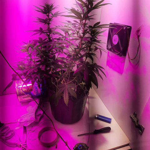 Gorilla #4 growlog photo: 19 dias 12/12
