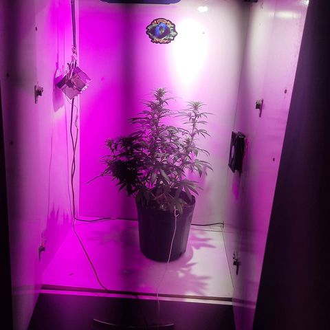 Gorilla #4 growlog timeline photo