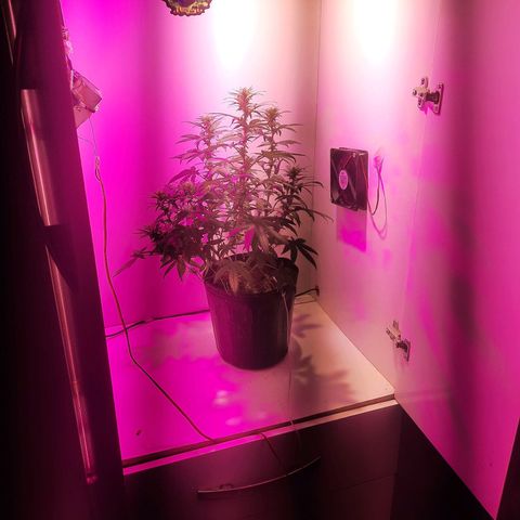 Gorilla #4 growlog timeline photo