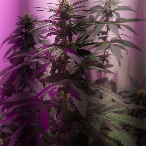 Gorilla #4 growlog photo: 25 dias de floracão 