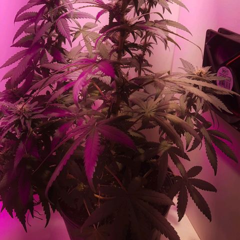 Gorilla #4 growlog photo: 25 dias de floracão 