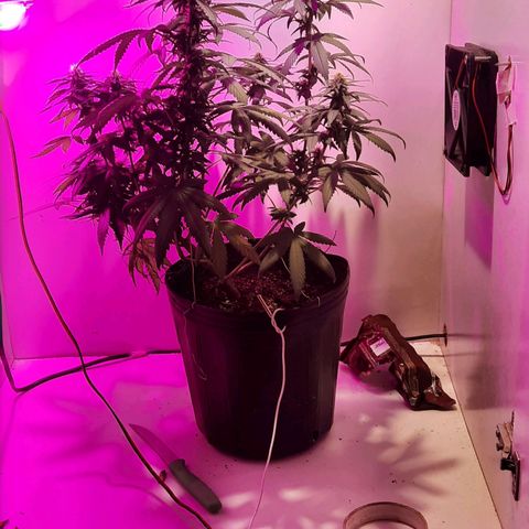 Gorilla #4 growlog photo: 30 dias