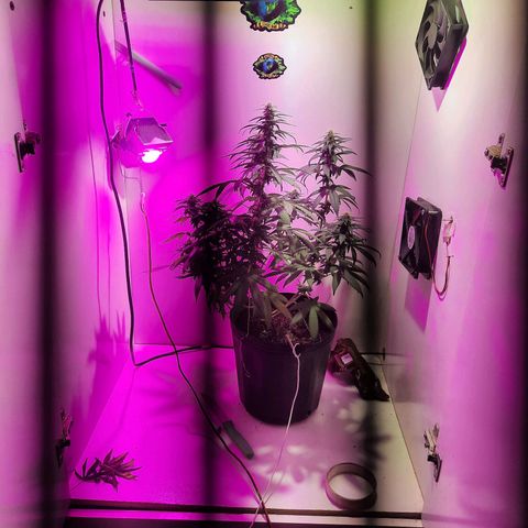 Gorilla #4 growlog photo: 30 dias