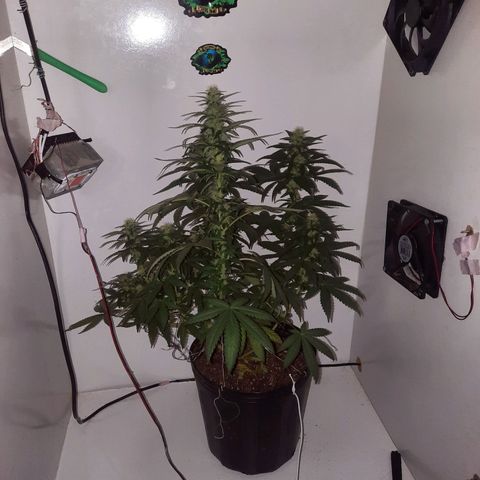 Gorilla #4 growlog photo: 31 duas de flora
