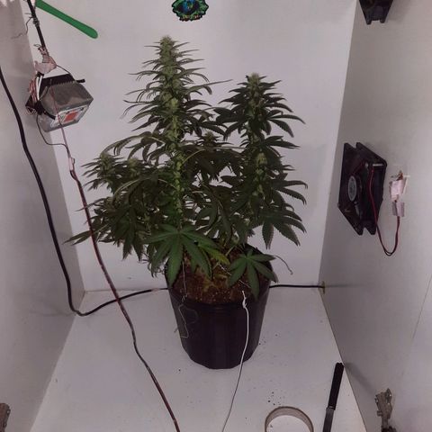 Gorilla #4 growlog timeline photo