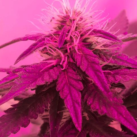 Gorilla #4 growlog photo: 32 fias flora 