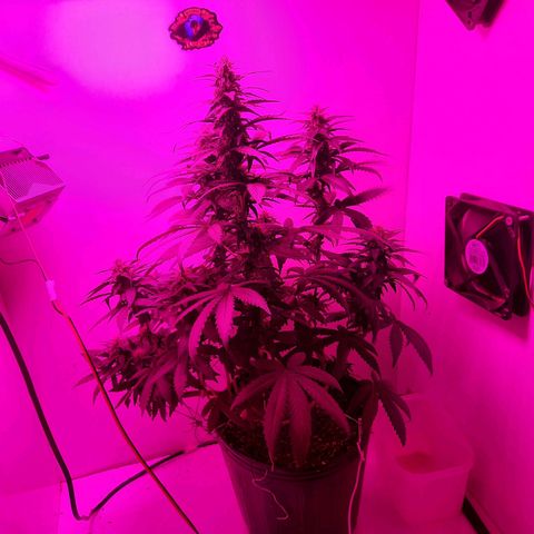 Gorilla #4 growlog photo: 33 dias de vida