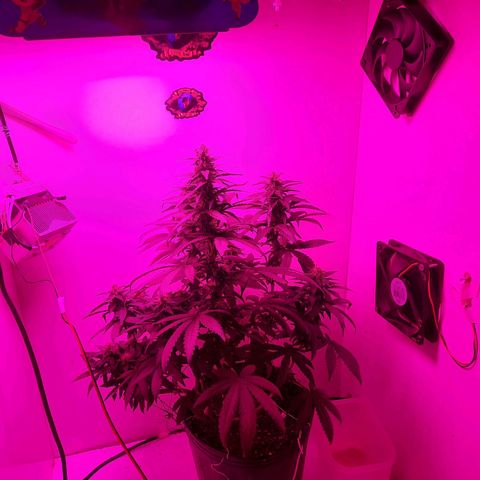Gorilla #4 growlog photo: 33 dias