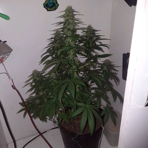 Gorilla #4 growlog photo: 35 dias da menina