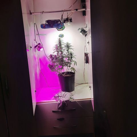 Gorilla #4 growlog photo: 36 dias de flora