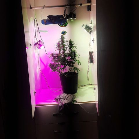 Gorilla #4 growlog photo: 36 dias de flora
