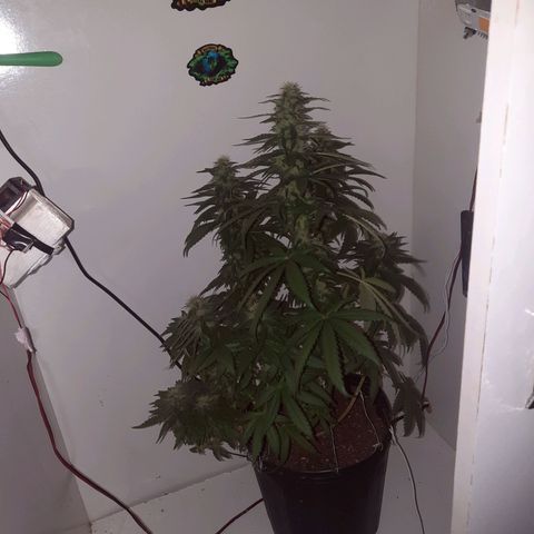 Gorilla #4 growlog photo: 37 dias