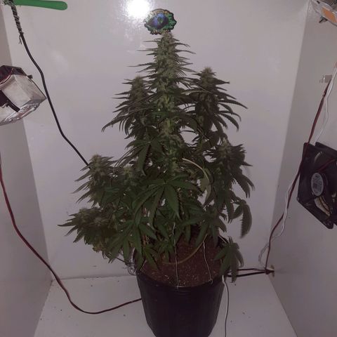 Gorilla #4 growlog photo: 37 dias