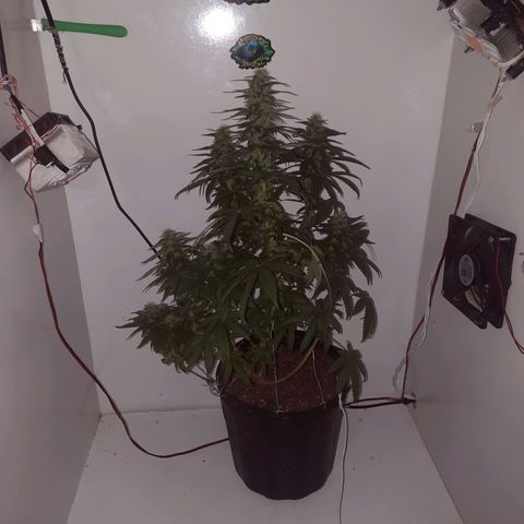 Gorilla #4 growlog photo: 37 dias