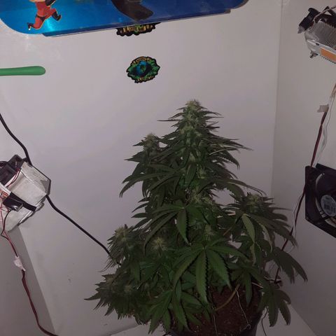 Gorilla #4 growlog photo: 38dias de flora