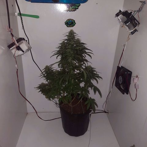 Gorilla #4 growlog photo: 38dias de flora
