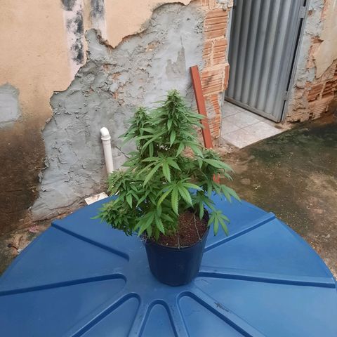 Gorilla #4 growlog photo: 38 dias de floracão 