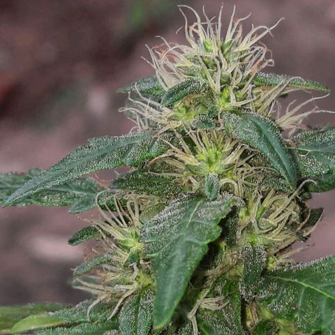 Gorilla #4 growlog photo: 39 dias de flora 