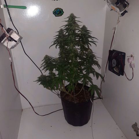 Gorilla #4 growlog photo: 40 dias de flora