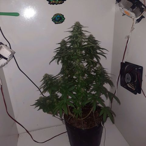 Gorilla #4 growlog photo: 40 dias de flora