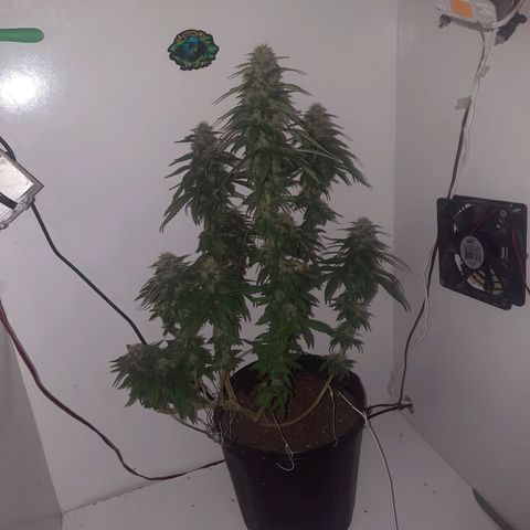 Gorilla #4 growlog photo: 44 dias de flora