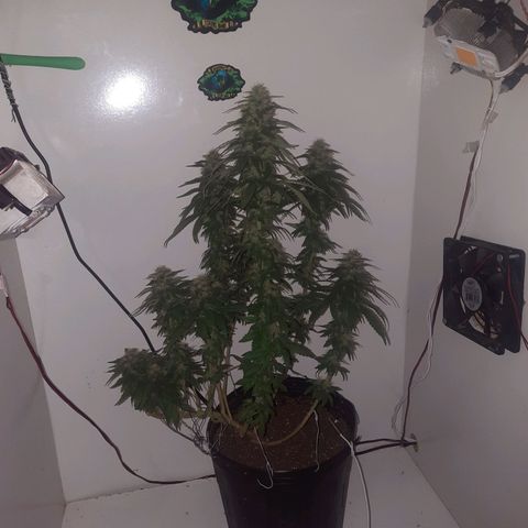 Gorilla #4 growlog photo: 44 dias de flora