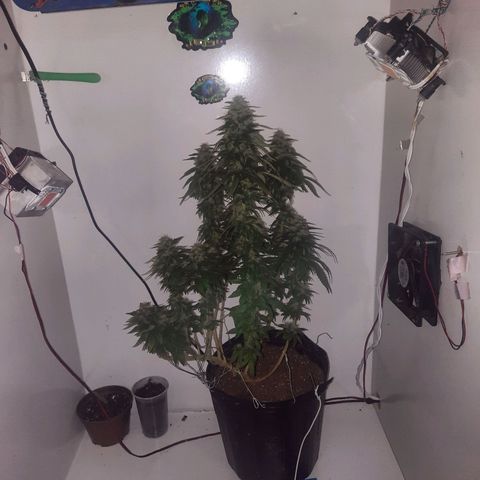 Gorilla #4 growlog photo: 47 dias de flora primeiro dia de aplicação de magnésio 