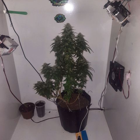 Gorilla #4 growlog photo: 47 dias de flora