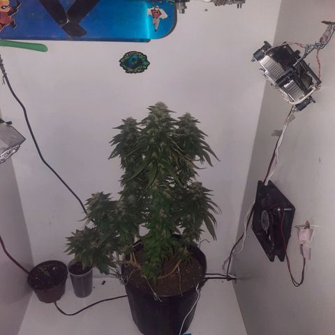 Gorilla #4 growlog photo: 47 dias de flora